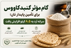 گام مؤثر گنبدکاووس برای تأمین پایدار نان؛ سرانه آرد به ۸.۵ کیلو افزایش یافت 