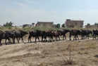  گاومیش؛ سرمایه ژنتیکی ارزشمند و ظرفیت اقتصادی گنبدکاووس/ پرورش ۷۰۰ رأس گاومیش در شهرستان 