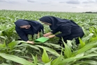 پایش مزارع ذرت گنبدکاووس برای ردیابی کرم برگ‌خوار پاییزه 