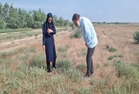 شناسایی کانون های آلوده به ملخ در شهرستان ترکمن