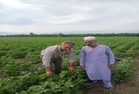 بازدید از زراعت پنبه در شهرستان آق قلا