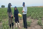 بازدید از مزارع کشت تابستانه و باغات تحت پوشش شبکه مراقبت در شهرستان آق قلا