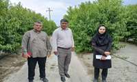 بازدید مشترک کارگروه کشاورزی جهت صدورموافقت اصولی احداث گلخانه تولید محصولات باغی شهرستان بندرگز