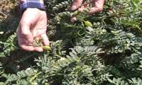 برداشت نخود آبگوشتی در حوزه مرکز جهاد کشاورزی فارسیان شهرستان آزادشهر