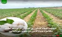 حمایت جهاد کشاورزی گلستان از توسعه کشت مکانیزه پنبه