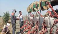 کاشت طرح مقایسه ارقام ذرت در شهرستان آزادشهر
