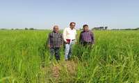 بازدید از مزرعه طرح خشکه کاری برنج در روستای ینقاق گالیکش
