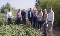 بازدید از طرحهای برداشت مکانیزه و انتخاب مشارکتی ارقام (pvs )پنبه شهرستان علی آباد کتول