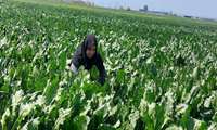 بازدید از مزارع چغندر شهرستان علی آباد کتول
