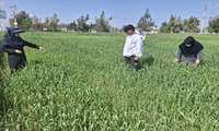 بازدید از مزارع گندم روستای ماران‌کلاته بخش کمالان  علی آباد کتول