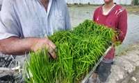 اولین  کاشت نشا سال ۱۴۰۵ در روستای سرطاق شهرستان بندرگز