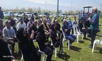 برگزاری کاروان ترویجی زنگ زرد گندم در شهرستان بندرگز