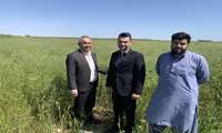 بازدید از مزارع کلزا در شهرستان آق قلا