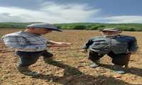 کاشت حبوبات در تناوب زراعی، گامی مهم در کنترل بیماری‌های غلات در شهرستان آزادشهر
