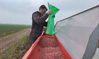 حبوبات، تناوبی حیات‌بخش در احیای خاک‌های کشاورزی 