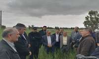 ارزیابی میدانی کشت گسترده کاملینا در دهستان اترک توسط معاون وزیر جهاد کشاورزی و رئیس سازمان تات