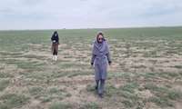 ردیابی کانون های آلوده به ملخ در شهرستان ترکمن