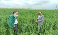 گلرنگ گیاهی با ویژگی‌های خاص در شهرستان ترکمن