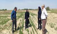 افزایش سطح کشت زیره سبز در گنبدکاووس؛ از ۴۴۳ هکتار سطح زیرکشت تا تولید ۲۲۲ تن محصول 