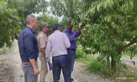 بازدید میدانی  کارشناس و نماینده وزارتخانه از باغات شهرستان بندر گز