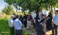  بازدید میدانی مسئولان کشوری و استانی از مزارع طرح جهش تولید برنج در شهرستان گرگان
