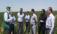 کینوا خاویار گیاهی گزینه ای برای اراضی گمیشان
