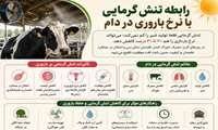 رابطه تنش گرمایی با نرخ باروری در دام/ گرما تهدیدی پنهان برای تولید مثل گله
