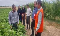 گزارش بازدید از مزارع پنبه کشت قراردادی شهرستان علی‌آباد کتول