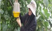 نظارت و بررسی تله های فرمونی نصب شده جهت پیش آگاهی در باغات حوزه مرکز جهاد کشاورزی حومه در باغات خرمالو، انجیر و پرتقال در شهرستان گرگان 