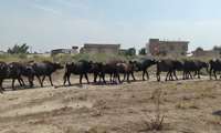  گاومیش؛ سرمایه ژنتیکی ارزشمند و ظرفیت اقتصادی گنبدکاووس/ پرورش ۷۰۰ رأس گاومیش در شهرستان 