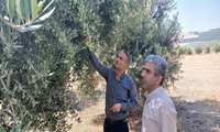 پایش وضعیت باغات زیتون «قره‌چشمه» مینودشت در راستای ارتقای بهره‌وری و کنترل تنش‌های محیطی