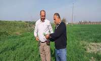 پایش عوامل خسارتزا در مزارع کشت محصولات پاییزه تحت پوشش مرکز جهاد کشاورزی گرجی محله شهرستان کردکوی