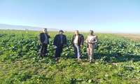 بازدید مزارع کلزا و کاملینا در شهرستان ترکمن 
