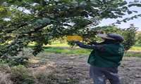 پایش مستمر باغات شهرستان آزادشهر برای پایش و ردیابی مگس مدیترانه‌ای