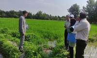بازدید از اراضی روستای  گز غربی با موضوع شناسایی مزارع آبیاری شده با آب های نامتعارف