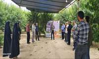 برگزاری مانور آموزشی ترویجی مبارزه و کنترل مگس مدیترانه ای میوه در شهرستان کردکوی