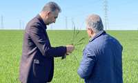 پایش مزارع گندم و کلزا با تاکید بر کنترل علف‌های هرز و بیماری‌های قارچی شهرستان علی آباد کتول