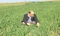 بازدید از مزارع گندم شهرستان آق قلا
