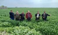پایش بیماری‌های گندم مرکز کتول شهرستان علی آباد کتول