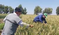 بازدید از مزارع گندم، کلزا و گوجه‌فرنگی روستاهای تحت پوشش مرکز کتول شهرستان علی ابادکتول