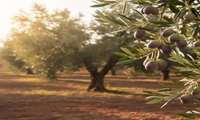 وضعیت مطلوب باغات شهرستان آزادشهر با مشاوره کارشناسان مدیریت و مراکز جهاد کشاورزی شهرستان