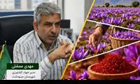  رشد ۷۰۰ درصدی سطح زیر کشت زعفران در مینودشت؛ پیش‌بینی تولید ۵ تن طلای سرخ