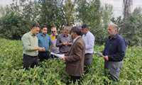 بازدید از مزرعه pVS سویا و بررسی مقایسه ای ارقام مختلف کشت شده در شهرستان بندرگز 