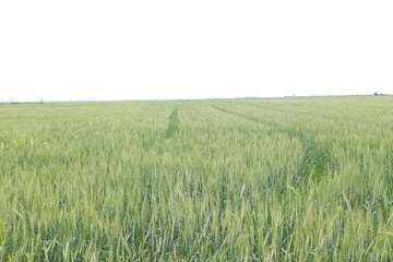 IMG_20260426_174243_012