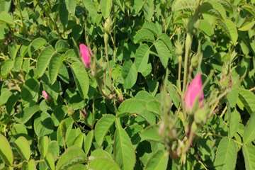 photo26201453908
