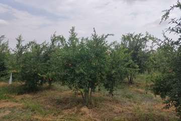 photo29180100567