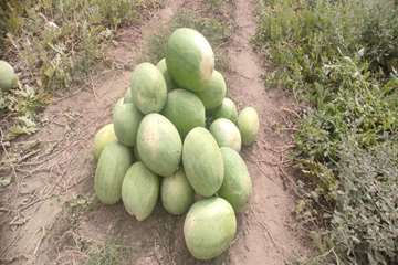photo28154346001