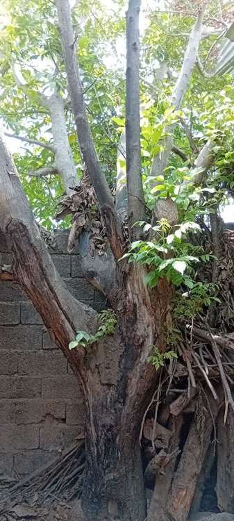 photo29175593882 