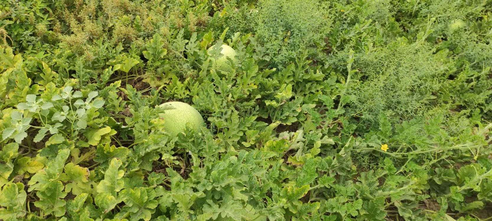photo28154345238 