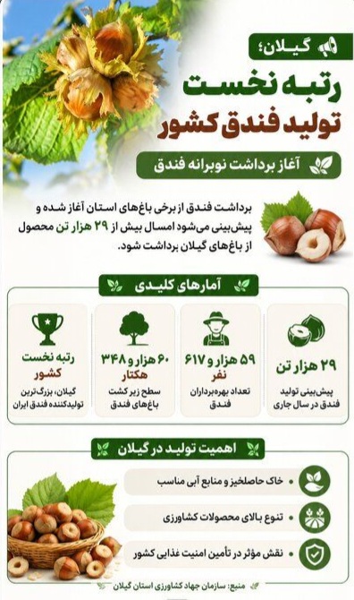 گیلان؛ رتبه نخست تولید فندق کشور
